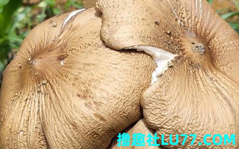 梦见鸡综 梦见鸡综
