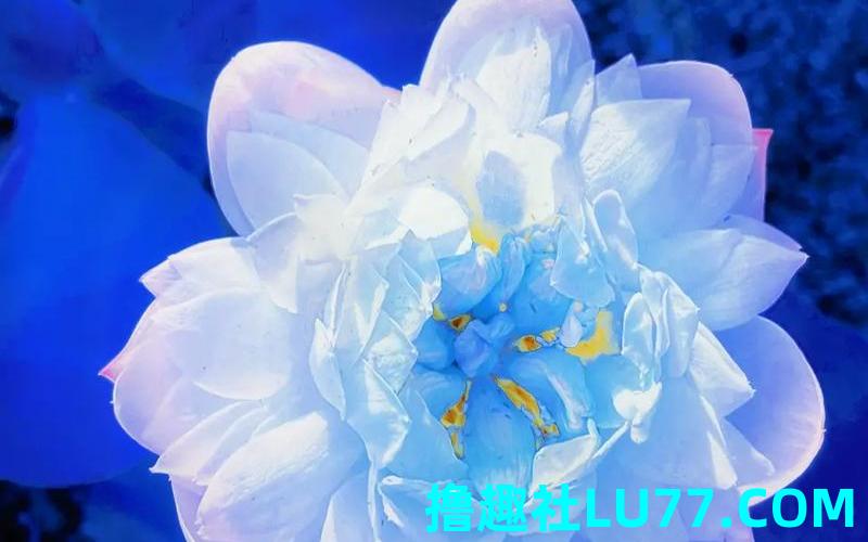 梦见连 梦见连