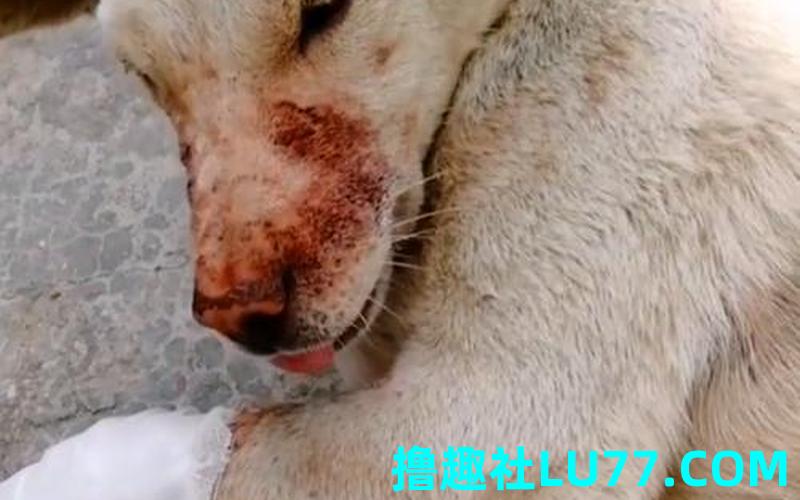 梦见受伤的白狗 梦见受伤的白狗