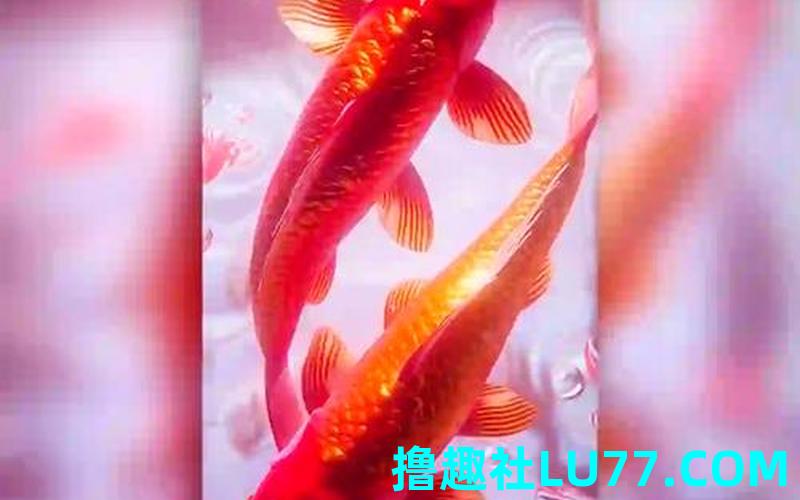 梦见银鲤鱼