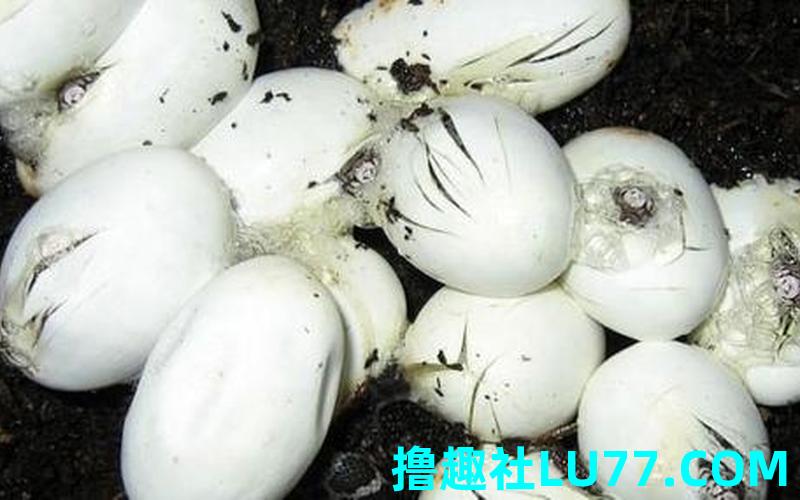 梦见蛇蛋什么意思