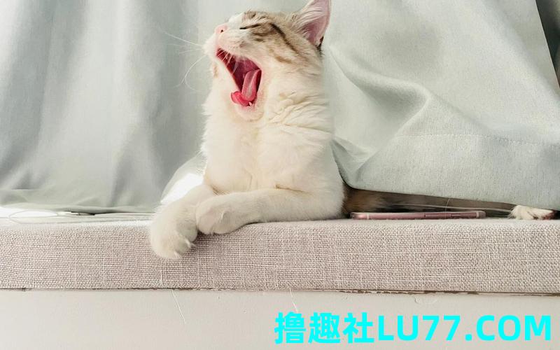 梦见猫挽手 梦见猫挽手