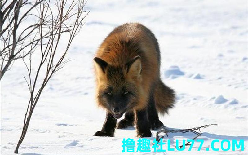 梦见追着狐狸
