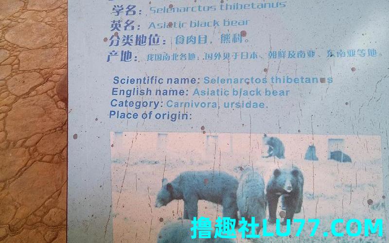 梦见一只黑熊是什么意思