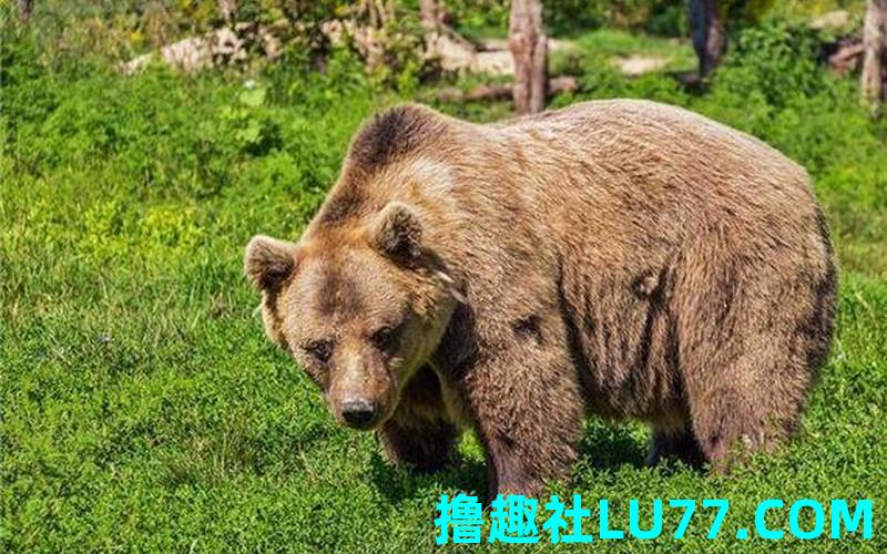 梦见熊追自己