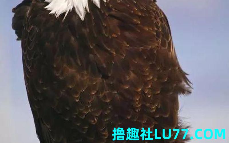 梦见鵰