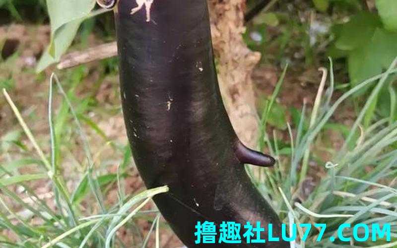 梦见削茄子