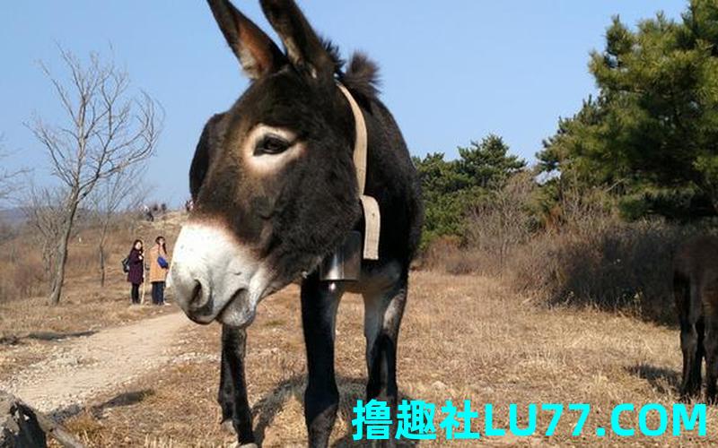 梦见馿耘地 梦见馿耘地