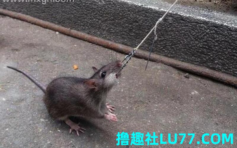 梦见抓老鼠是什么意思