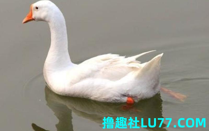 梦见鹅惊叫