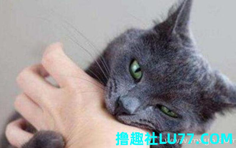 梦见拿头夹