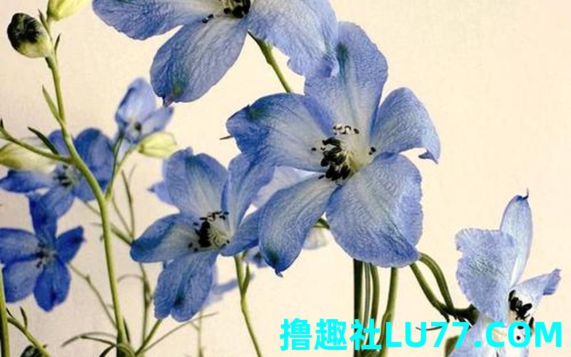 梦见燕子草