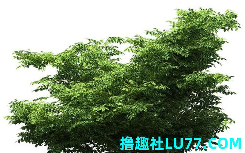 梦见树打死人