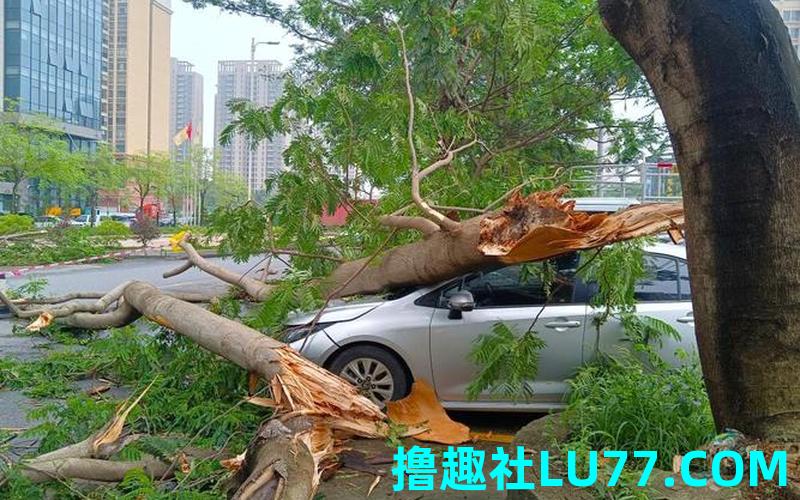梦见刮风绿树