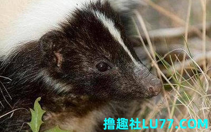 梦见鼬属是什么意思