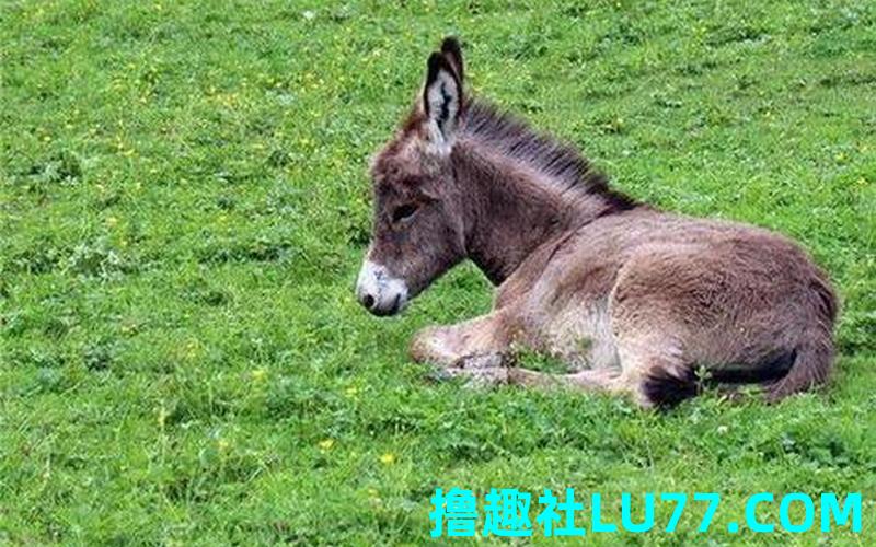 梦见门前有驴