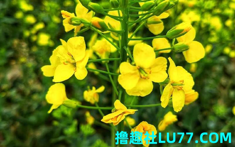 梦见桃花菜 梦见桃花菜