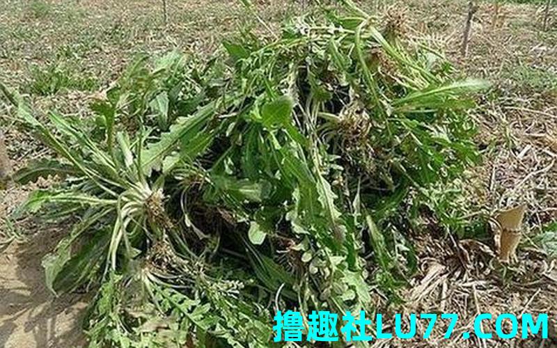梦见菜地挖地