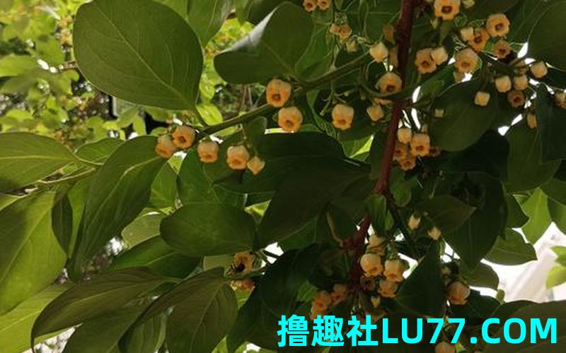 梦见柿子树开花