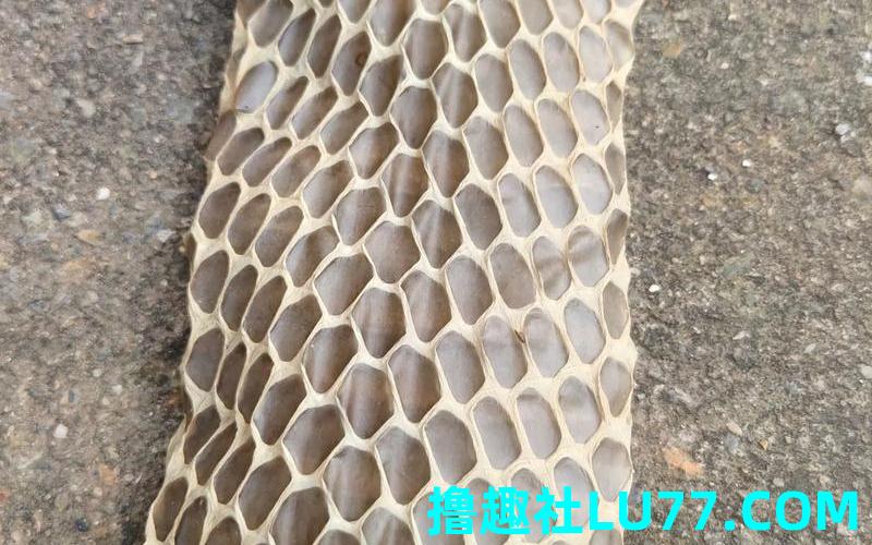 梦见蛇兑皮 梦见蛇兑皮
