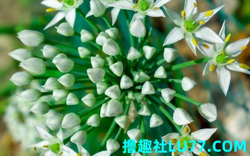 梦见摘韭菜花