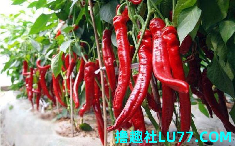 梦见拔棘椒
