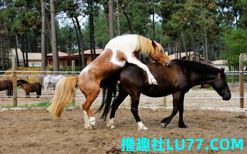 梦见马配马 梦见马配马