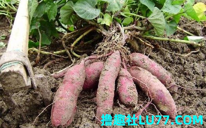梦见偷粮食 梦见偷粮食