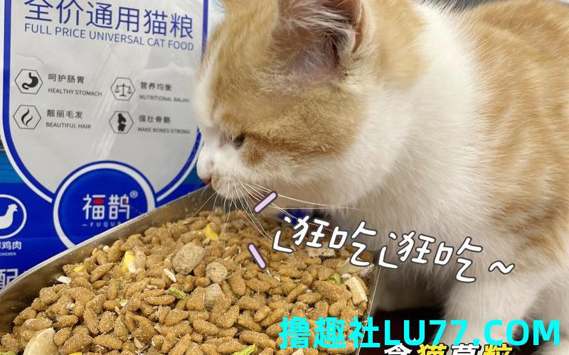梦见猫粮 梦见猫粮