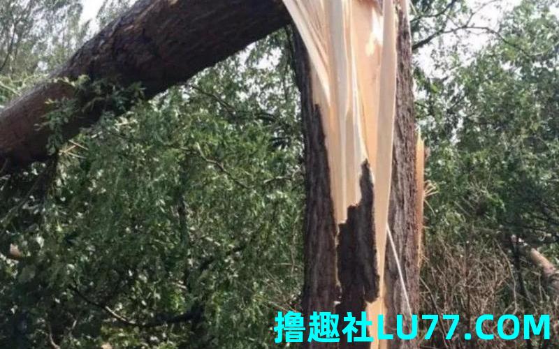 梦见假的树 梦见假的树