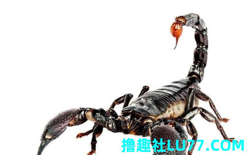 孕妇梦见蜈蚣蝎子 孕妇梦见蜈蚣蝎子