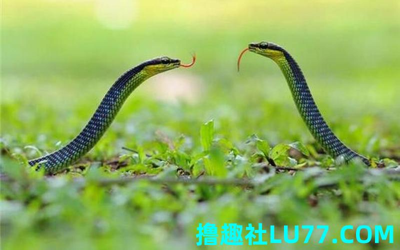 梦见两条蛇不同颜色 梦见两条蛇不同颜色