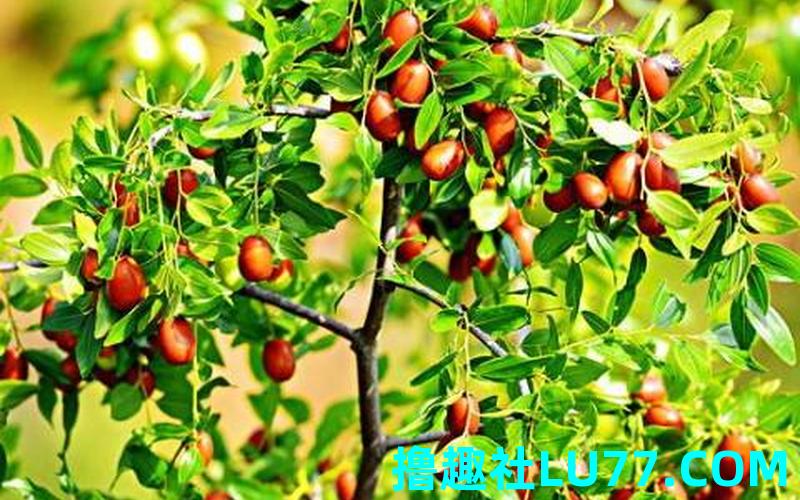 梦见燥