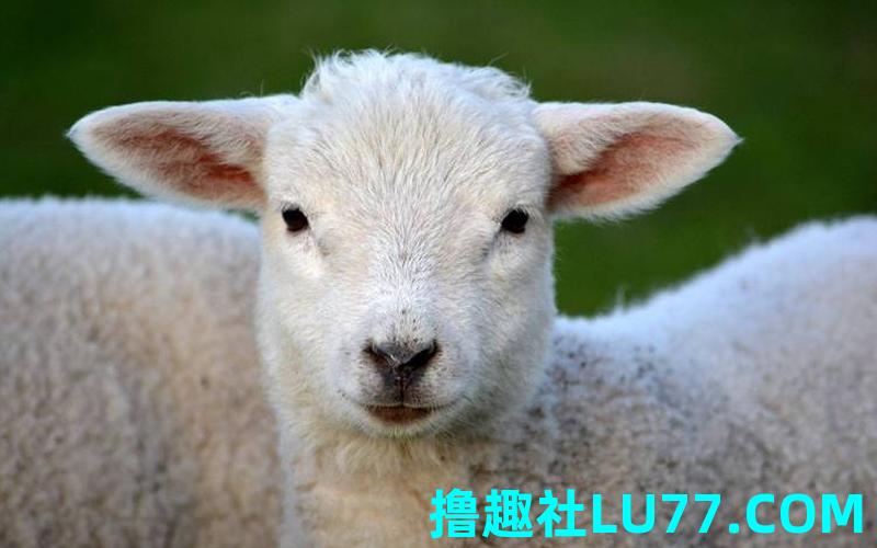 梦见殃 梦见殃