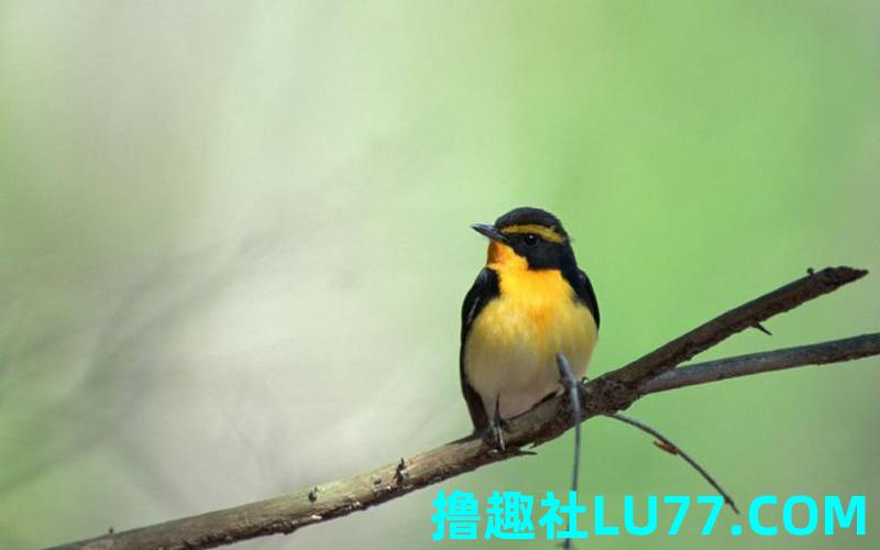 梦见小鸟跟着我 梦见小鸟跟着我