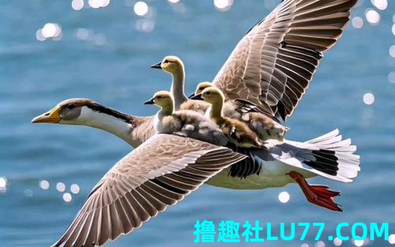 胎梦梦见大雁