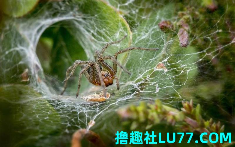 女人梦见蜘蛛在脸上 女人梦见蜘蛛在脸上