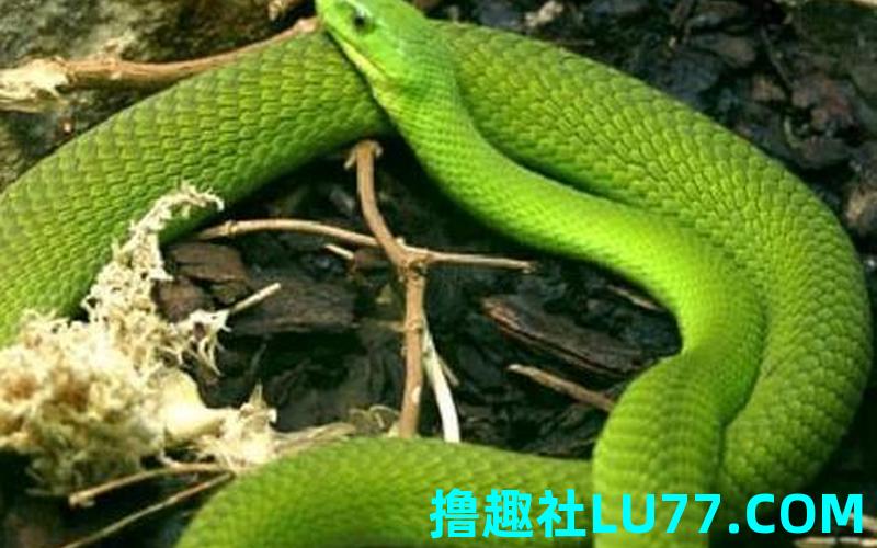 梦见青蛇爬在我身上