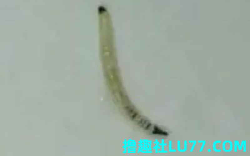 梦见牙龈出虫