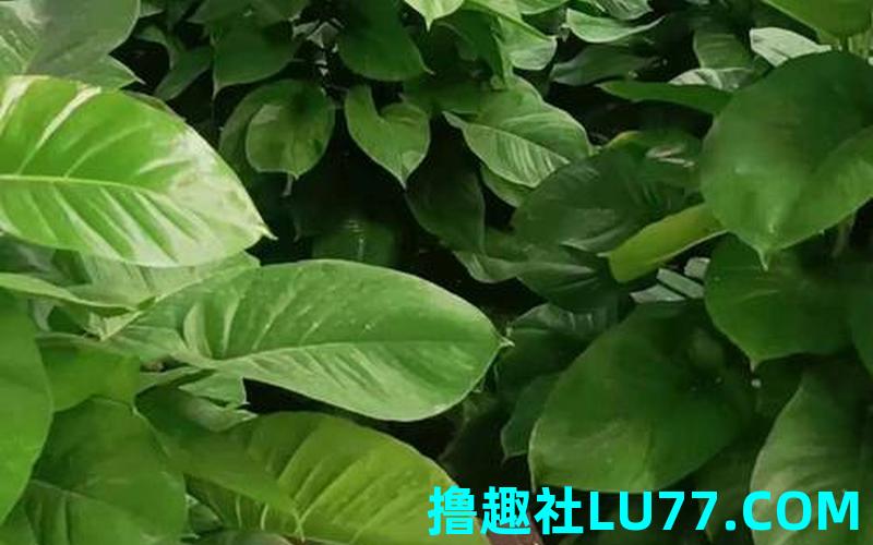 怀孕了梦见绿萝