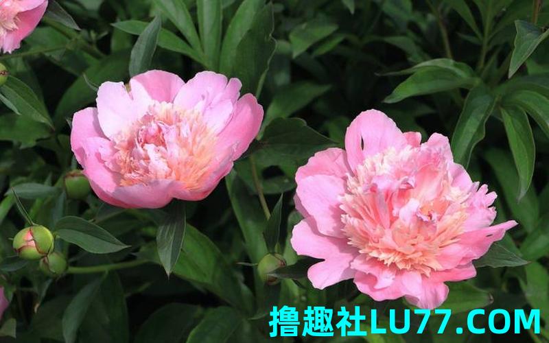 梦见花开一时 梦见花开一时