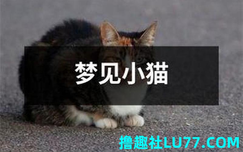 梦见猫开口和我说话 梦见猫开口和我说话
