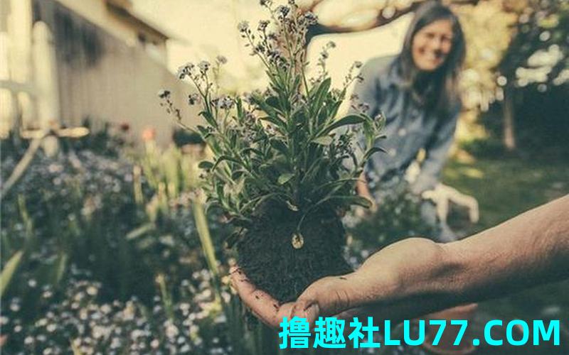 梦见自己种花 梦见自己种花