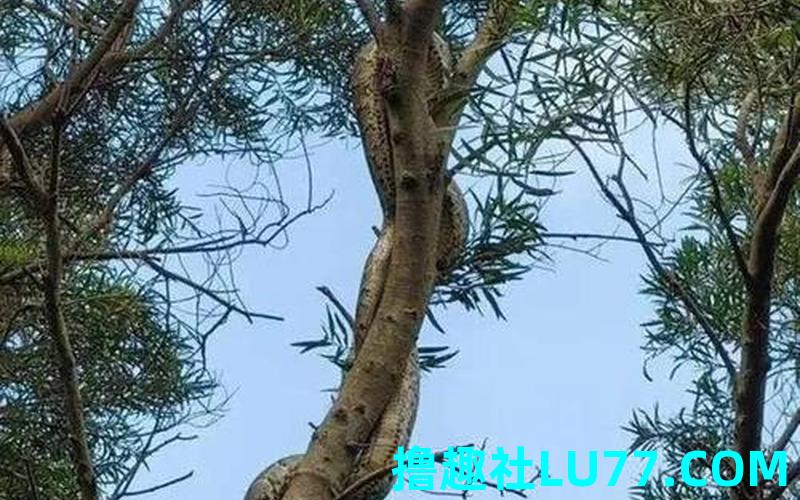 梦见树上缠着蛇