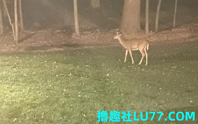 梦见狗追鹿 梦见狗追鹿