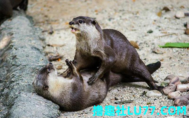 梦见两只水猴 梦见两只水猴