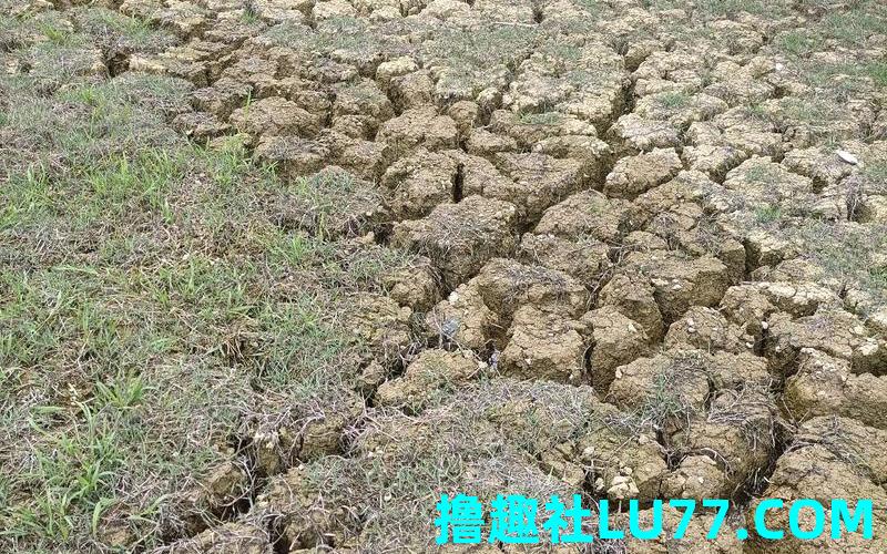 梦见禾田缺水