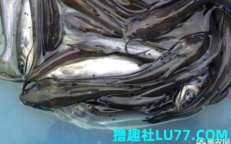 梦见边鱼