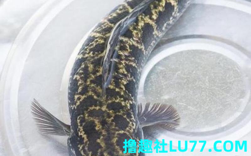 梦见黑鱼怀孕