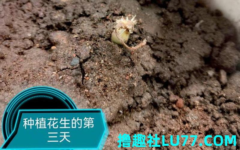 梦见种 梦见种